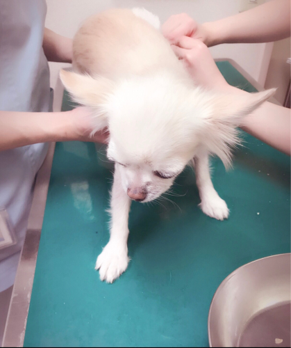 ♡ちゅわっぴのDAY♡_f0196753_14333317.jpg