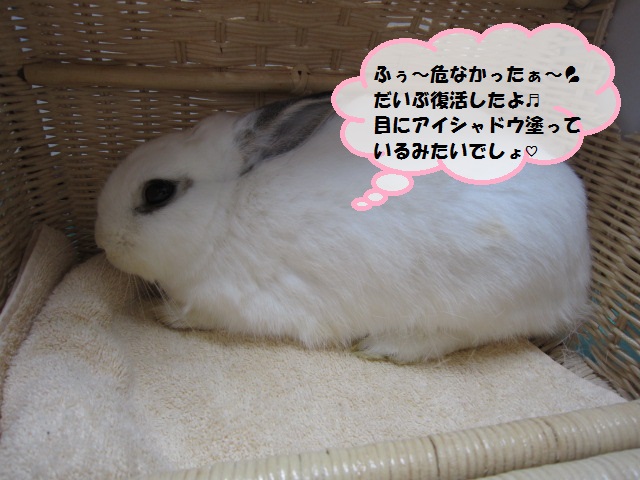 【亡くなる可能性が高かったが復活】_b0059154_16595192.jpg
