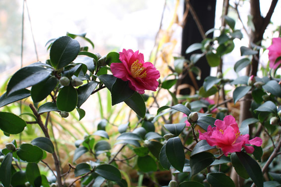 山茶花咲いた道_b0107163_10255552.jpg