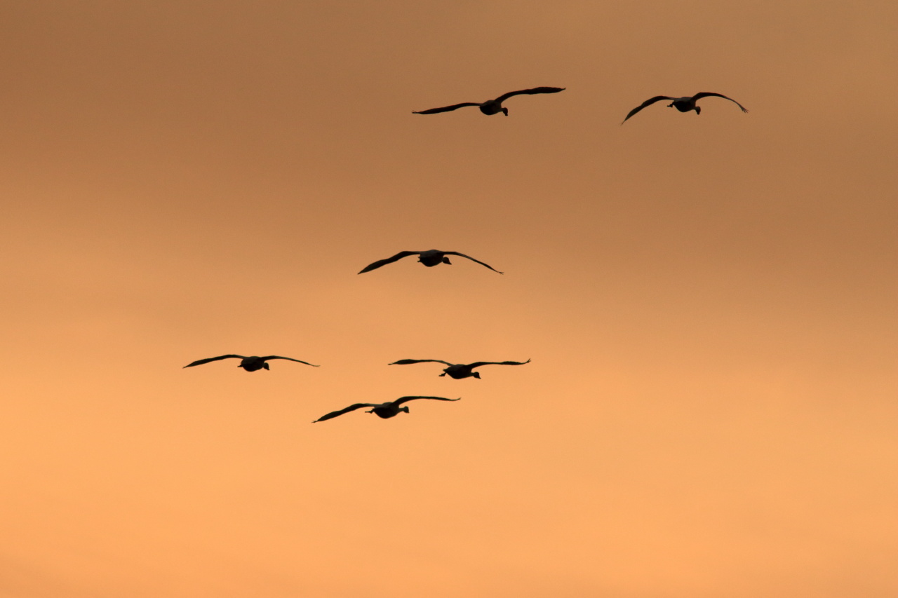 佐潟夕景と白鳥 シルエット くろちゃんの写真