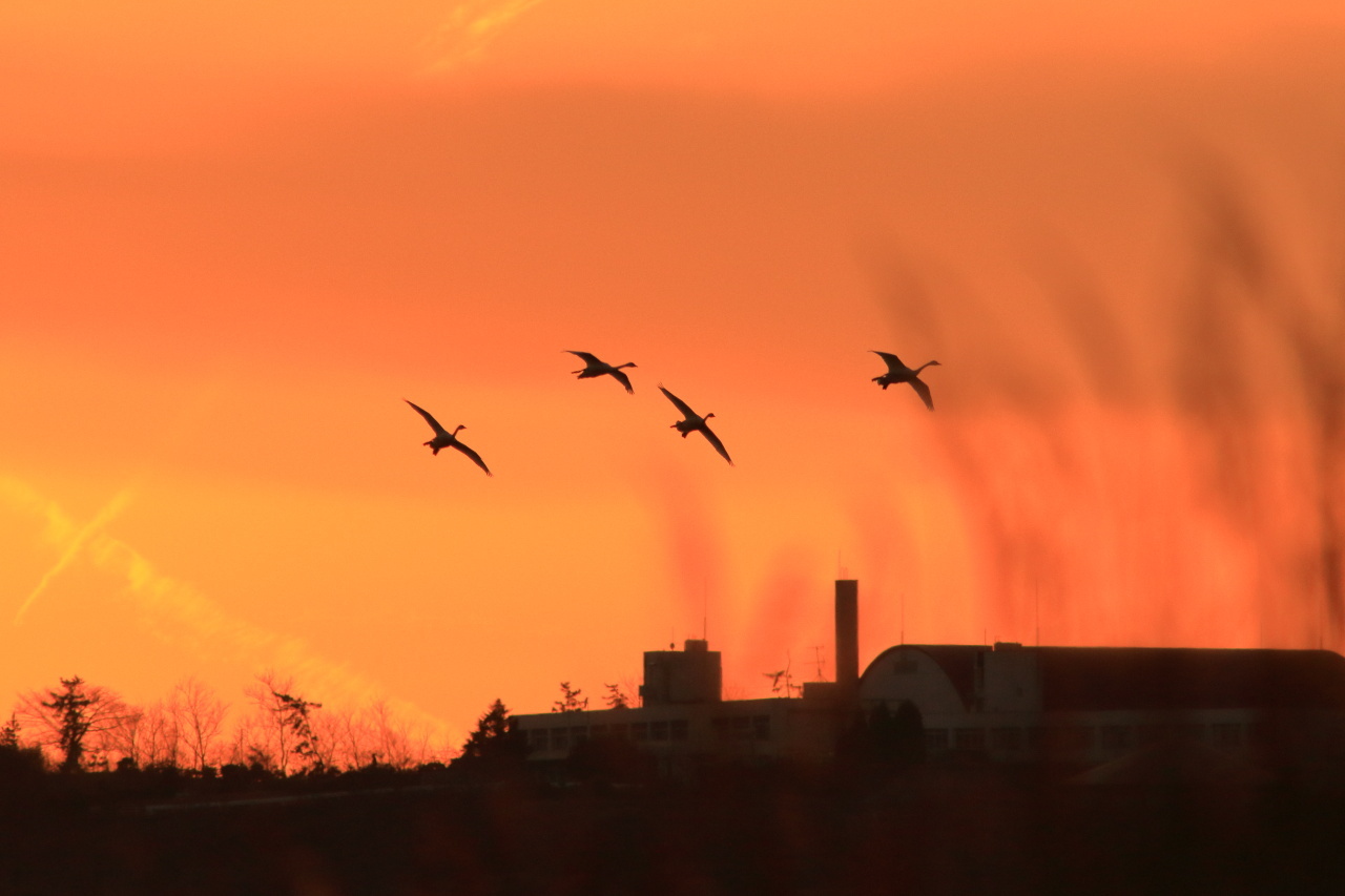 佐潟夕景と白鳥 シルエット くろちゃんの写真