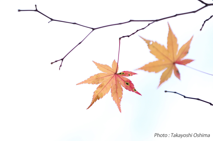 MOMIJI〜彩(いろ)〜_f0361287_13330346.jpg