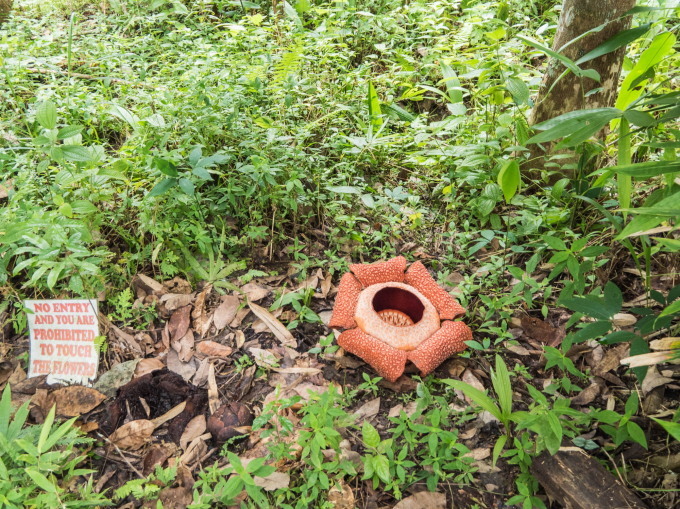 2016ブルネイ・ボルネオ島・マレー半島vol.6~ラフレシアの花が見たい~_f0276498_11114574.jpg