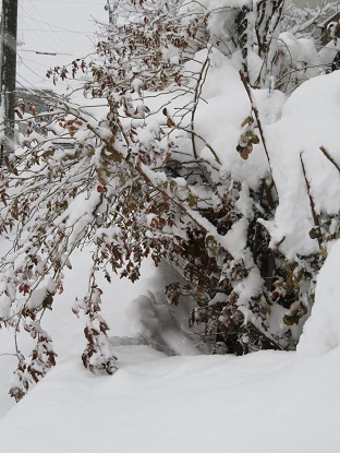 ５０年ぶりの大雪だそうです_f0325309_16452341.jpg