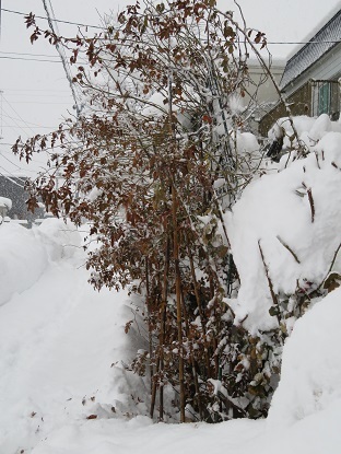 ５０年ぶりの大雪だそうです_f0325309_16454823.jpg