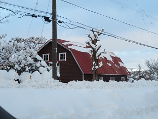 ５０年ぶりの大雪だそうです_f0325309_16463844.jpg