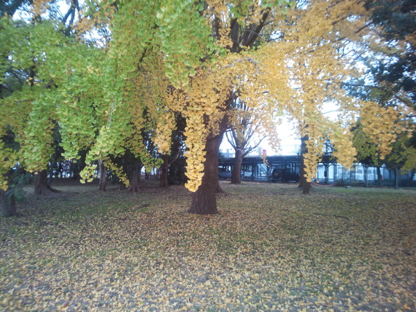 d0194120_20452467.jpg