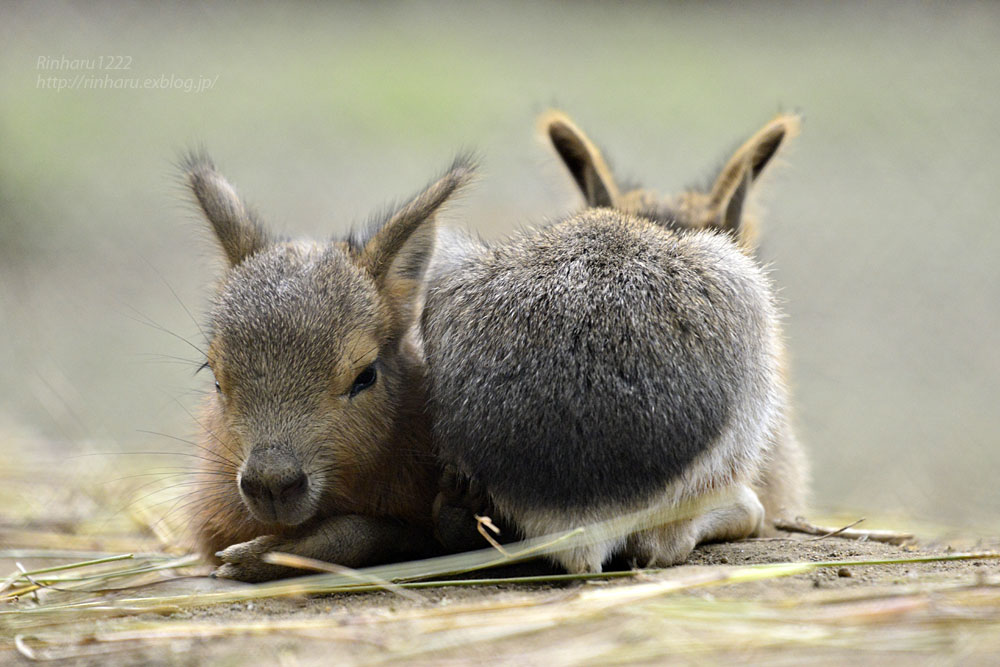 2016.7.2 宇都宮動物園☆マーラの赤ちゃん【Mara】_f0250322_2159921.jpg