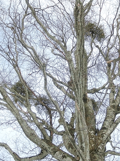 c0208524_20002912.jpg
