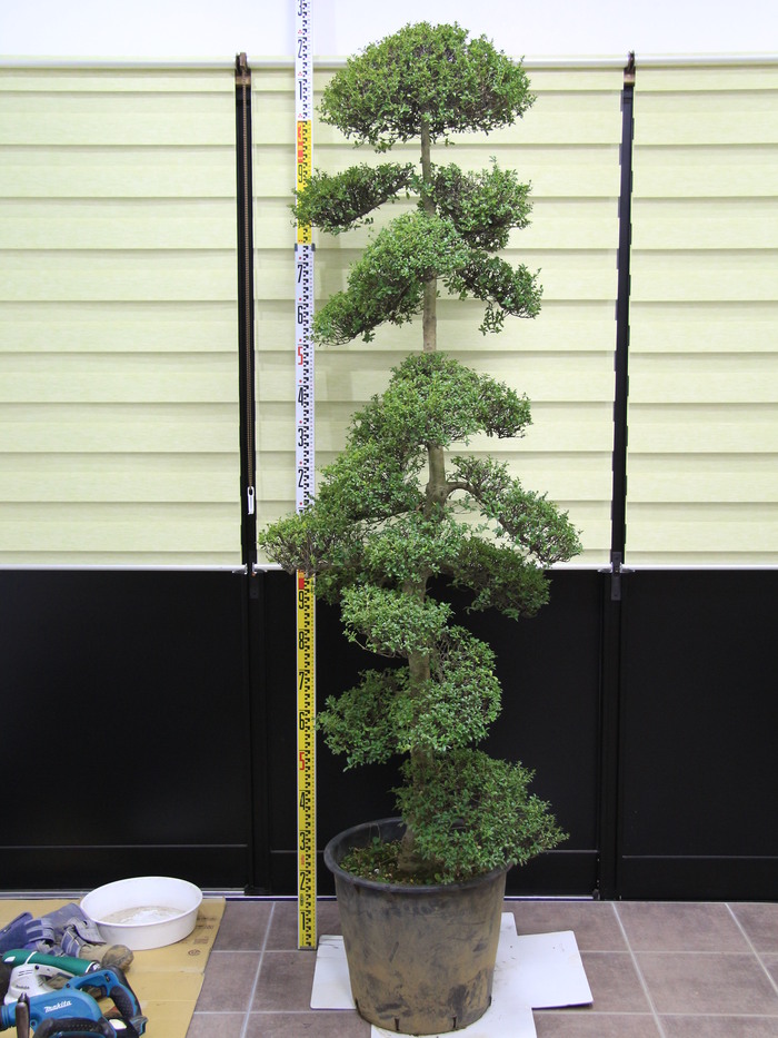 キンメツゲ 金芽柘植 玉散らし 販売 画像 写真 価格 値段 庭木 安行 植木 お問い合わせ商品 田中園 Shop Tanakaen Jp Web Magazine キンメツゲ 金芽柘植 玉散らし 販売 画像 写真 価格 値段 庭木 安行 植木 お問い合わせ商品 田中園 Shop Tanakaen Jp Web Magazine