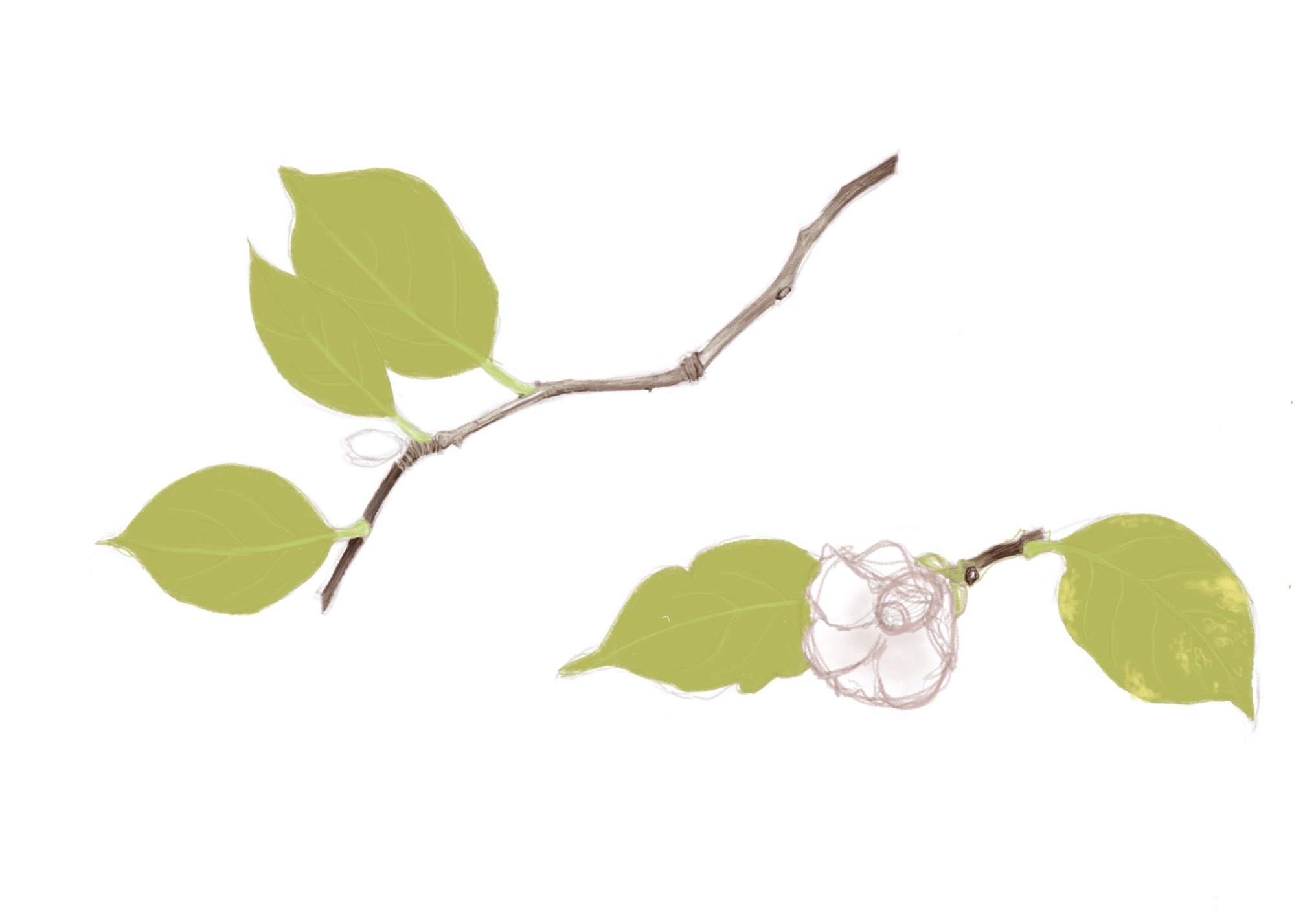 モデルの花が萎れてしまい描きかけとなる_d0101846_07210511.png