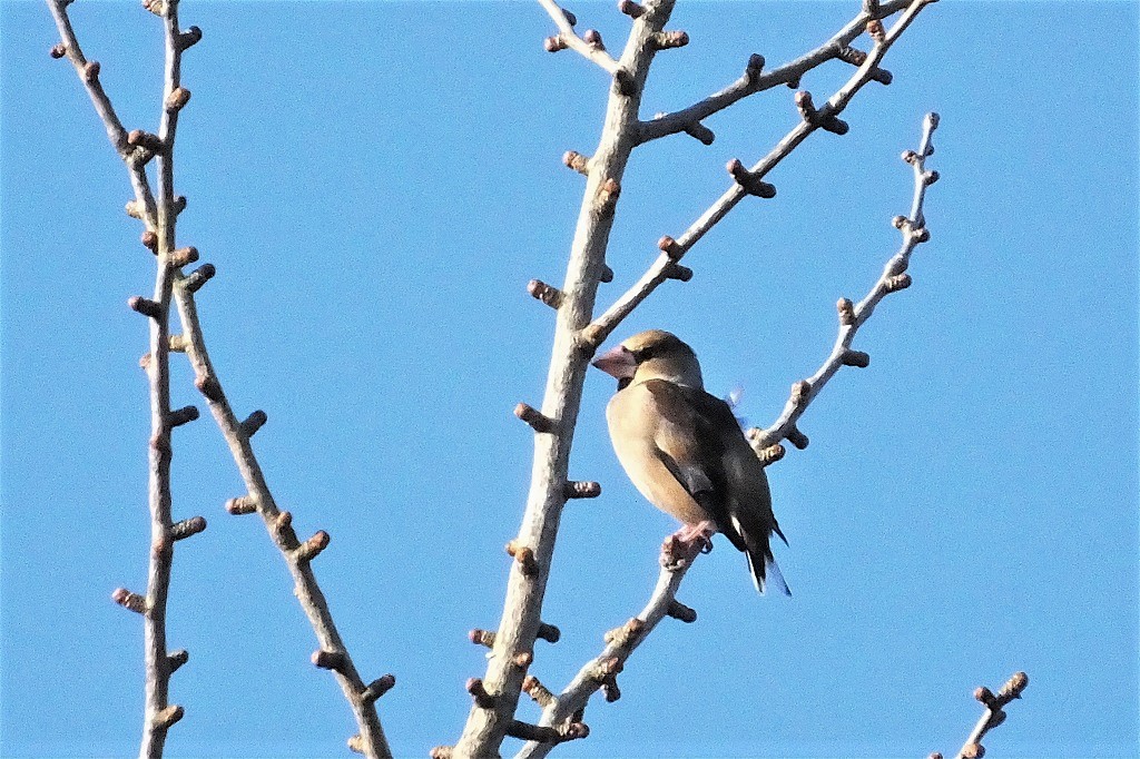 久々にカワセミ、変わったキノコなど_b0236251_10305013.jpg