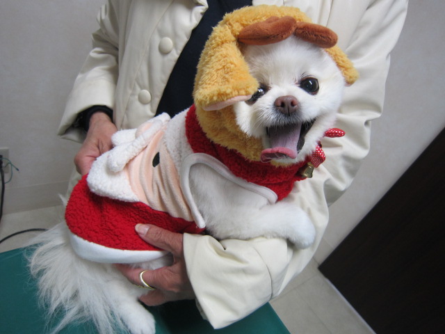【メリークリスマスひなサンタだよ♡】_b0059154_1634821.jpg