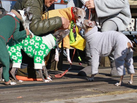 12月17日ゼブラ　お婆ちゃん犬の楽しみ方。_b0234654_18455221.jpg