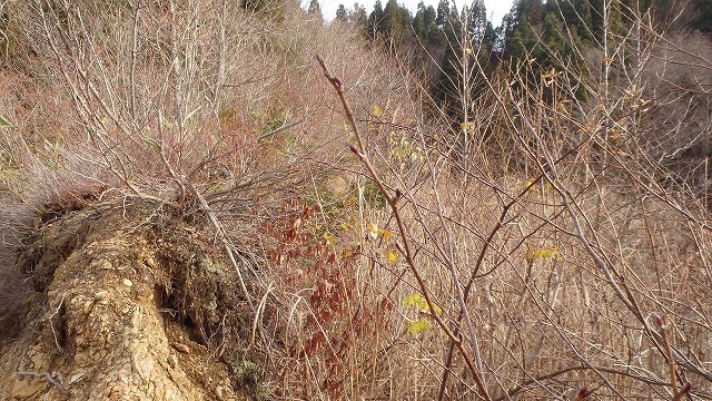 c0097754_12145260.jpg