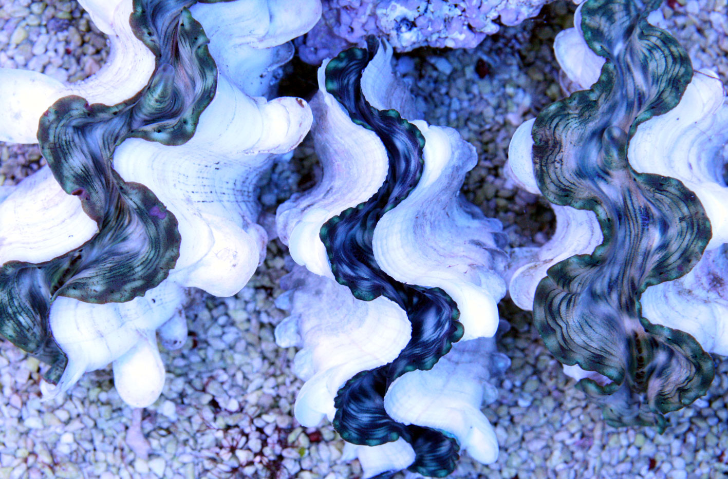 聖なる夜にオススメを ビーボックスアクアリウム 海水魚 サンゴ情報