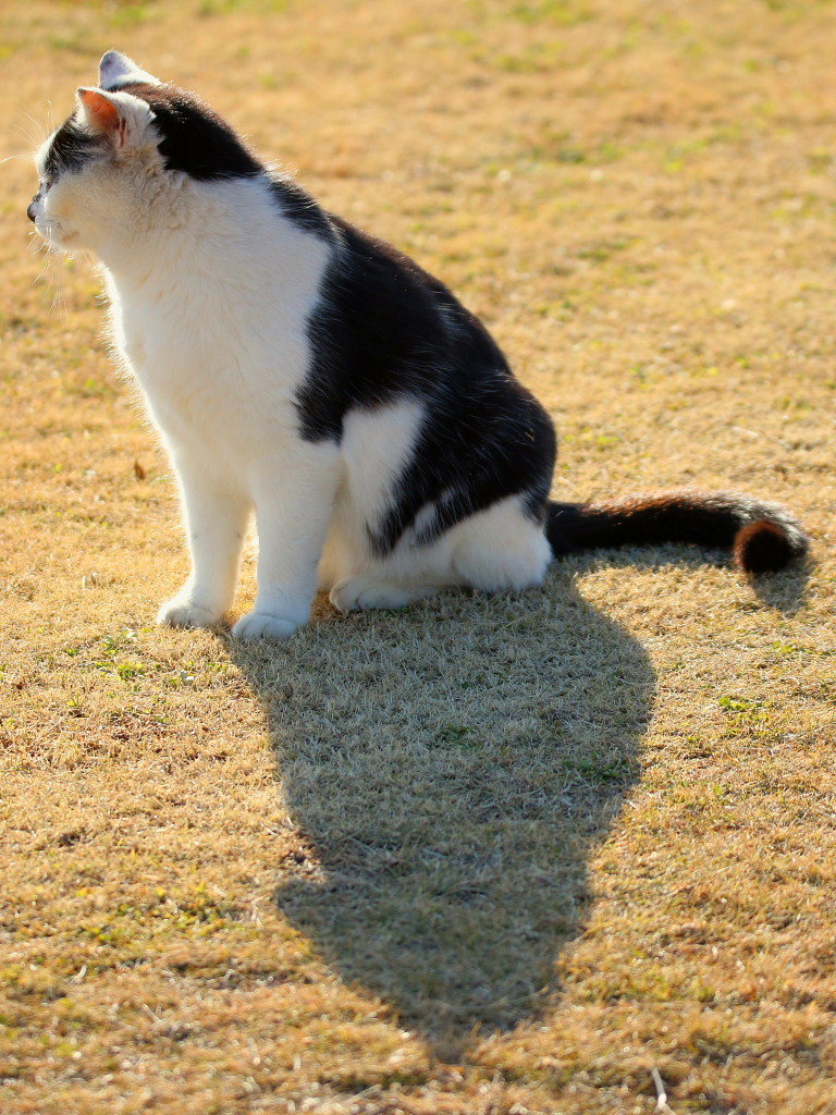 オッサンネコなど_c0305565_17411275.jpg