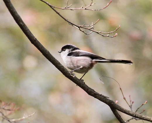f0139465_2162327.jpg