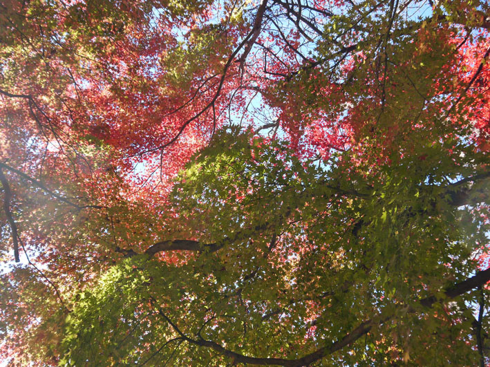 ２０１６年の紅葉を惜しむ（３）六国見山森林公園（北鎌倉）_c0014967_9502522.jpg