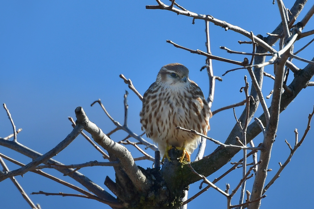 コチョウゲンボウ_f0053272_1102640.jpg