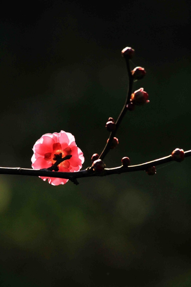 梅の開花はいつ ~紅梅のつぼみ、ビワの花~_a0107574_17101902.jpg