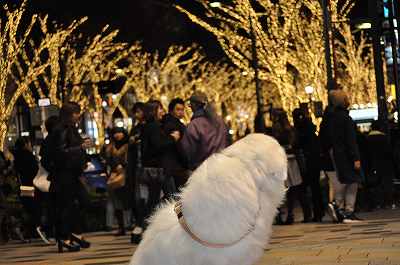 クリスマスイルミネーション in 表参道_e0158895_21293055.jpg