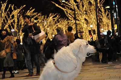 クリスマスイルミネーション in 表参道_e0158895_2129365.jpg