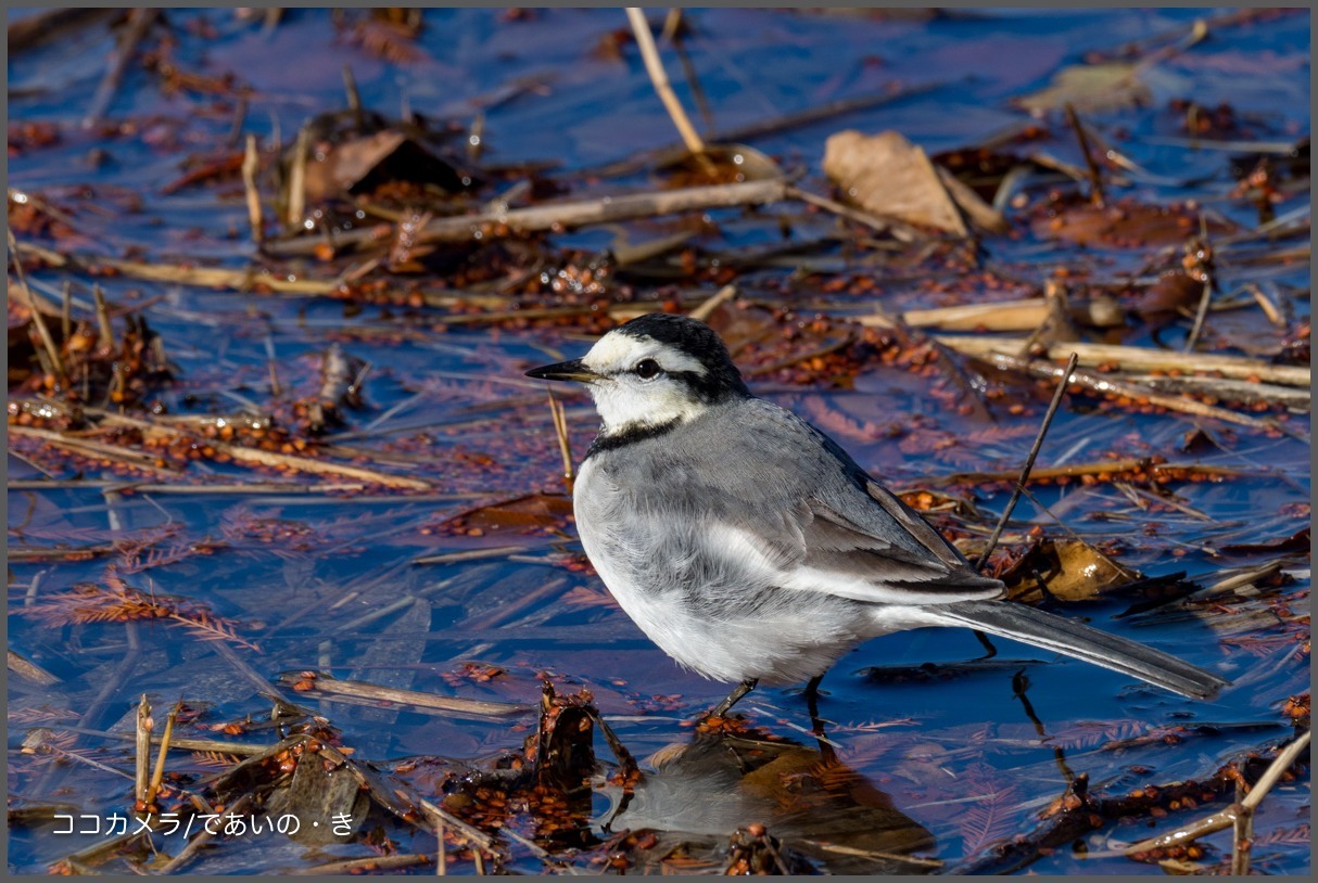 水元公園-その3〜ユリカモメ・コゲラなど/2016.12.24_c0336400_19501106.jpg