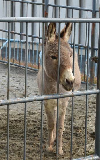 はまＺＯＯ　クリスマス_d0090801_10043306.jpg