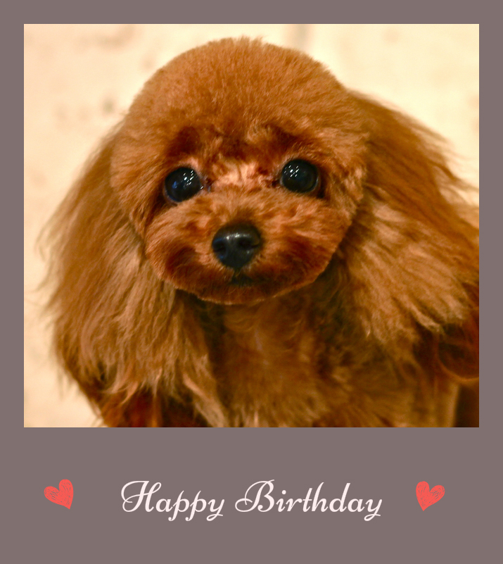 Happy Birthday ミルクちゃん♡_d0060413_1813677.jpg