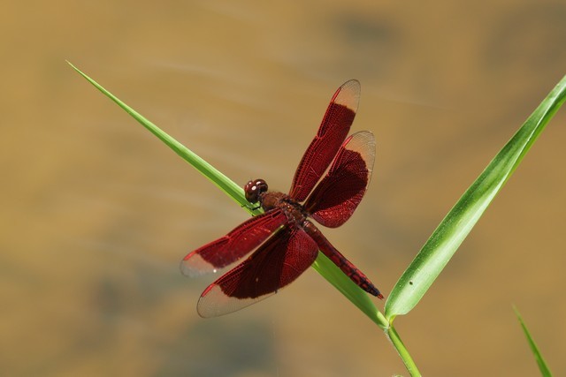 c0369423_20244770.jpg