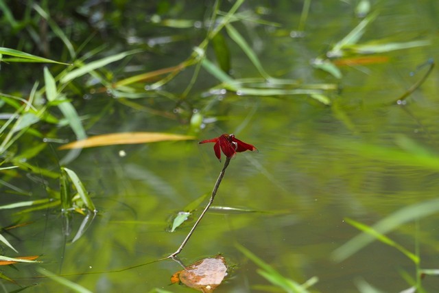 c0369423_20244778.jpg