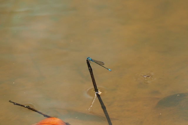 c0369423_20272585.jpg