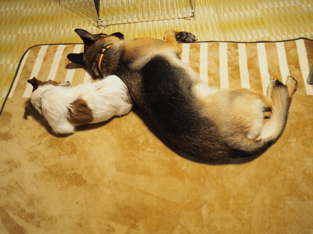 犬組 ヒーターの前で爆睡 やまぼうし 犬組 ヒーターの前で爆睡 やまぼうし