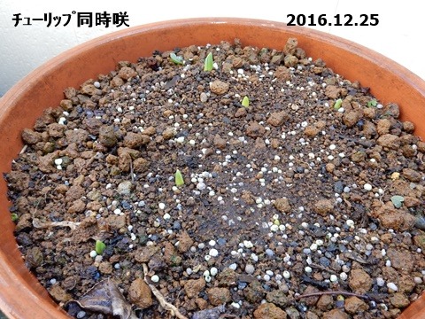 芽が出た球根植物たち_e0033229_1544647.jpg