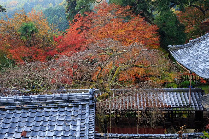 京都の紅葉2016 十輪寺の額縁紅葉（写真部門）_f0155048_20451147.jpg