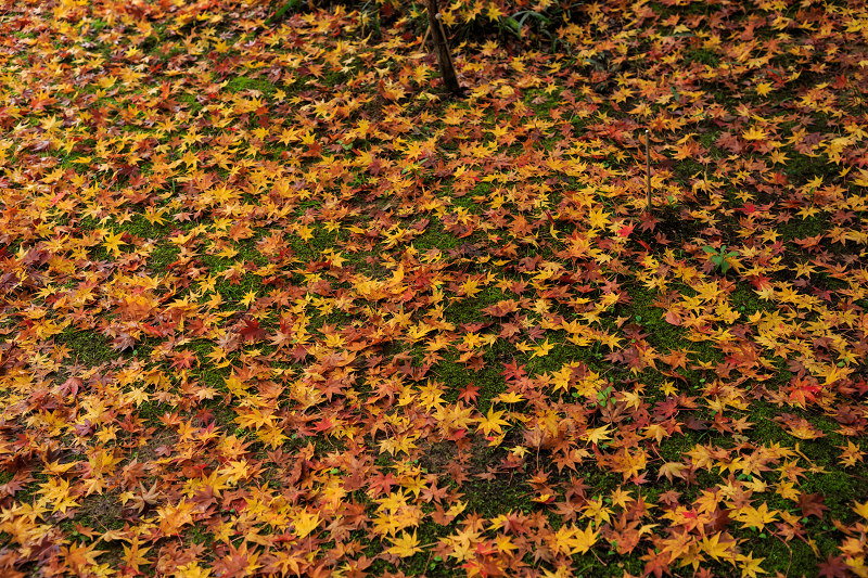 京都の紅葉2016 十輪寺の額縁紅葉（写真部門）_f0155048_20453899.jpg