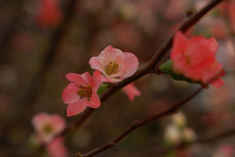 寒木瓜 カンボケ Still Chopper