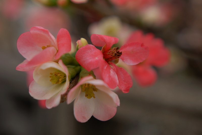 寒木瓜 カンボケ Still Chopper