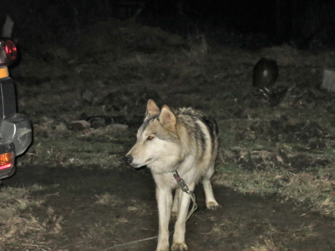 イブの夜、オオカミに会いにいきました♡_c0260460_07123408.jpg