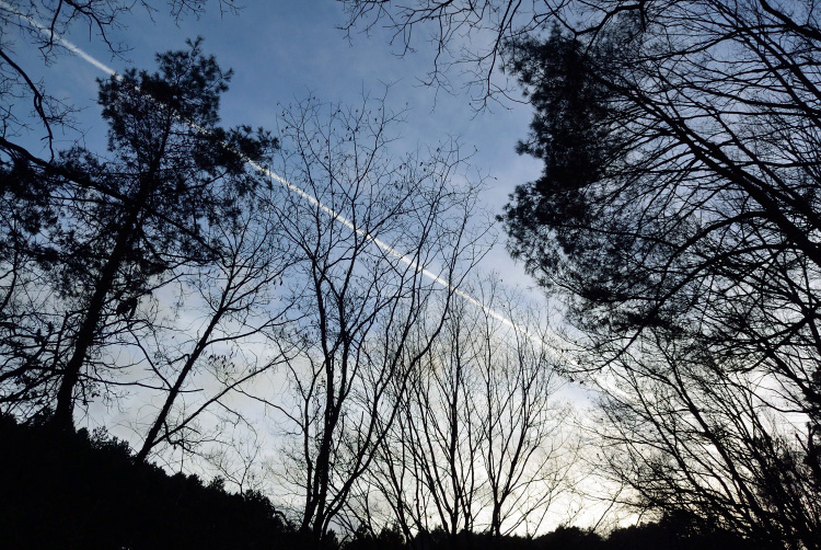 木を切る_d0231263_23555727.jpg