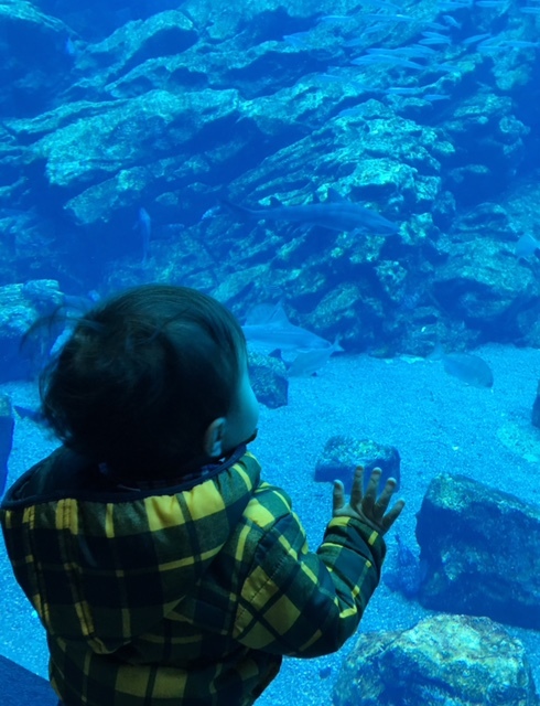 水族館_a0339467_12095723.jpg