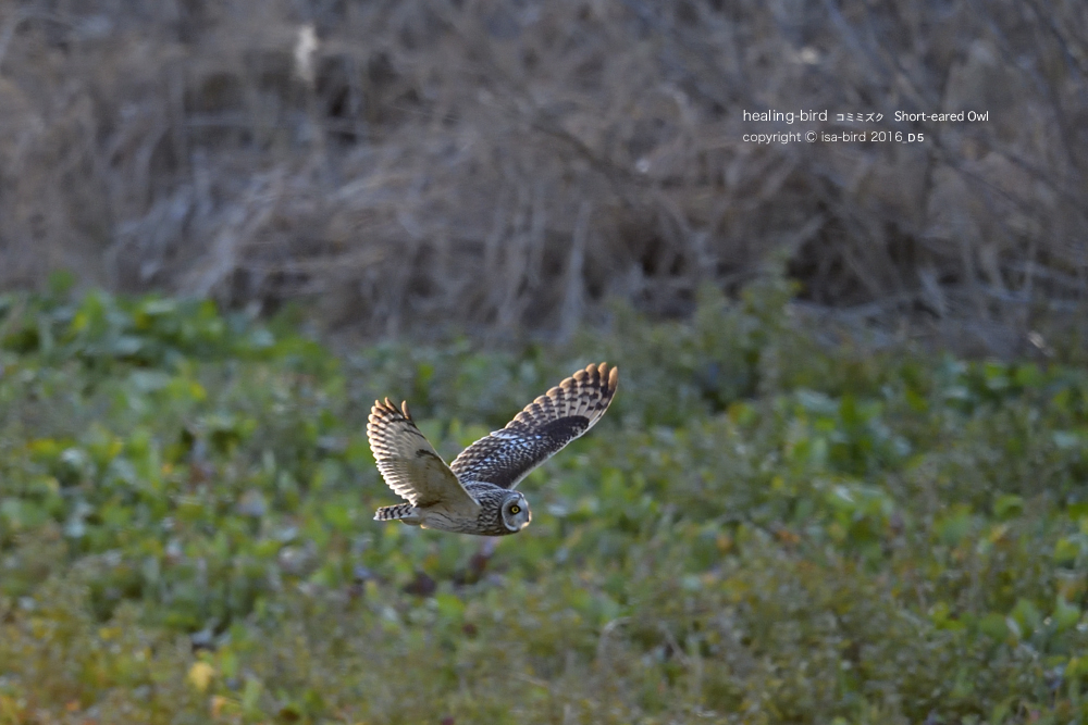 続_コミミズク撮影の難関。。。_d0164892_01185652.jpg