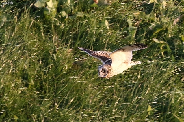 コミミズクの飛翔_d0352095_22165579.jpg