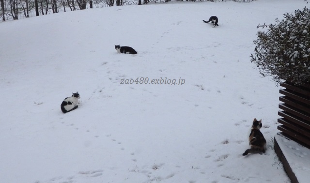 雪の日の犬猫逆転の件_a0304423_23551134.jpg