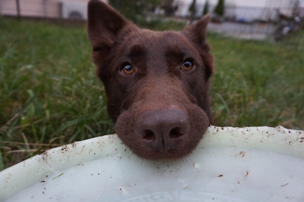 ムサシ 大型茶色犬 と家族となりました 子豚たちの反乱 1 保護犬達の幸せさがし