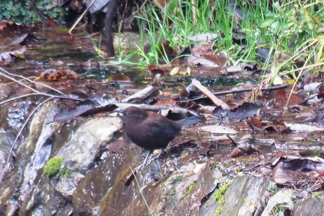 野鳥トレ　６７　カワガラス等_b0227552_20172953.jpg