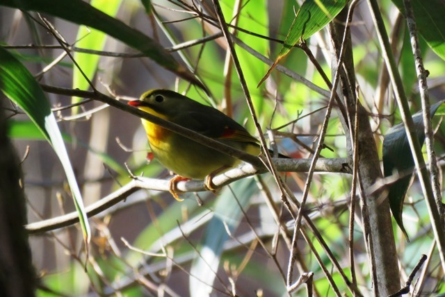 野鳥トレ　６７　カワガラス等_b0227552_20184085.jpg