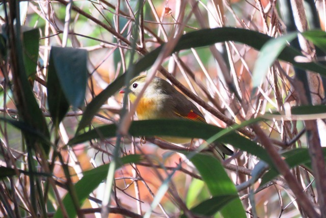 野鳥トレ　６７　カワガラス等_b0227552_20184734.jpg