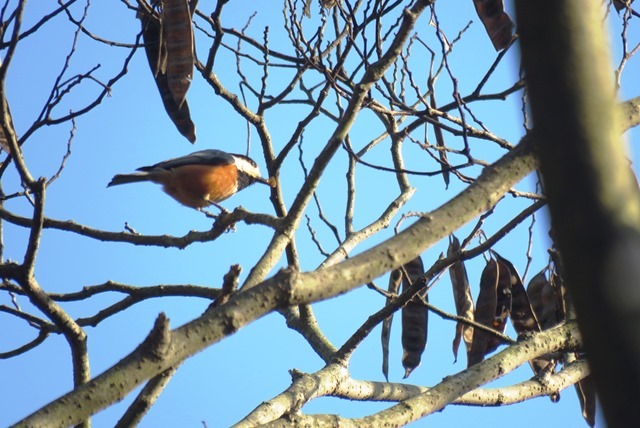 野鳥トレ　６７　カワガラス等_b0227552_20191522.jpg